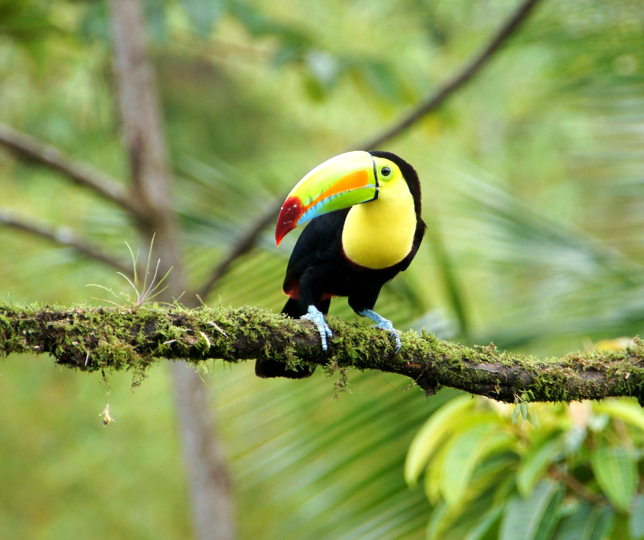 Costa Rica