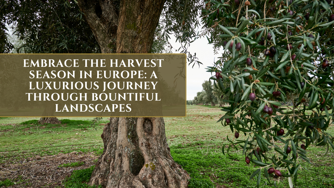 Harvest Season (1)