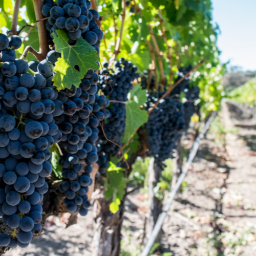 Napa