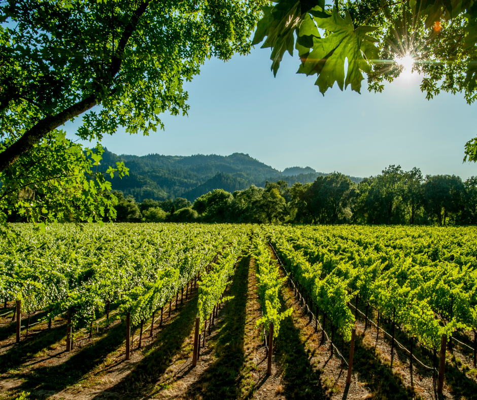 Pacific Coast-Napa